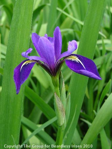Fourfold Blue 2